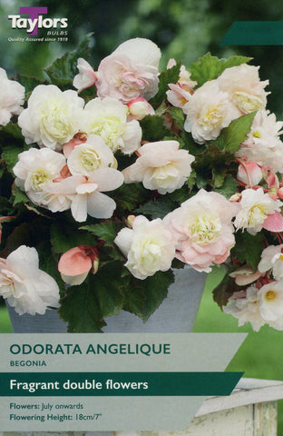 Taylors Flower Bulbs Taylors Begonia Odorata Angelique
