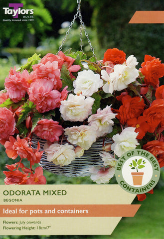 Taylors Flower Bulbs Taylors Begonia Odorata