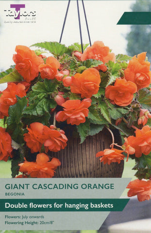 Taylors Flower Bulbs Taylors Begonia Orange Cascading