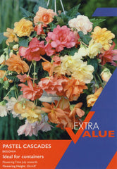 Taylors Flower Bulbs Taylors Begonia Pastel