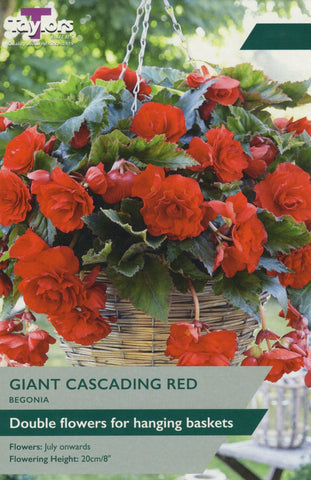 Taylors Flower Bulbs Taylors Begonia Red Cascading