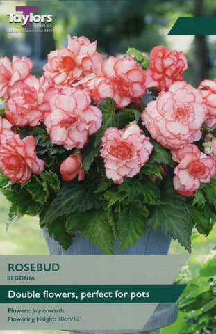 Taylors Flower Bulbs Taylors Begonia Rosebud
