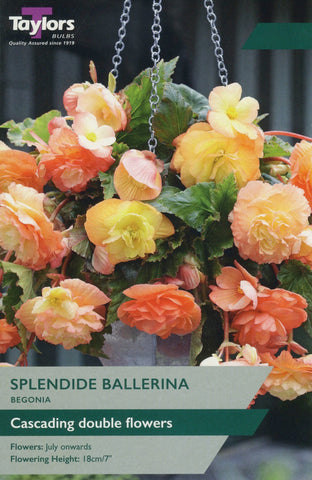 Taylors Flower Bulbs Taylors Begonia Splendide Ballerina
