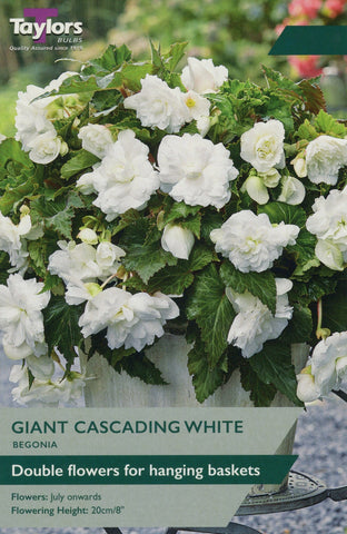 Taylors Flower Bulbs Taylors Begonia White Cascading