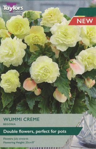 Taylors Flower Bulbs Taylors Begonia Wummi Creme