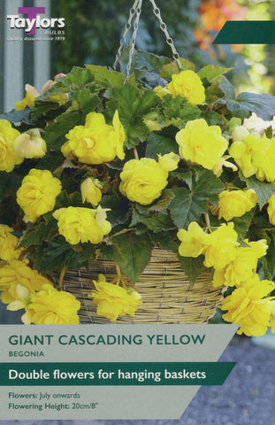 Taylors Flower Bulbs Taylors Begonia Yellow Cascading
