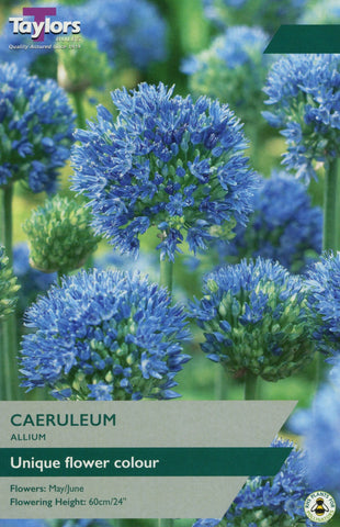 Taylors Taylors Allium Taylors Bulbs Allium Caeruleum 10 Pack
