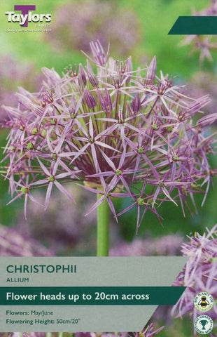 Taylors Taylors Allium Taylors Bulbs Allium Christophii 6 Pack