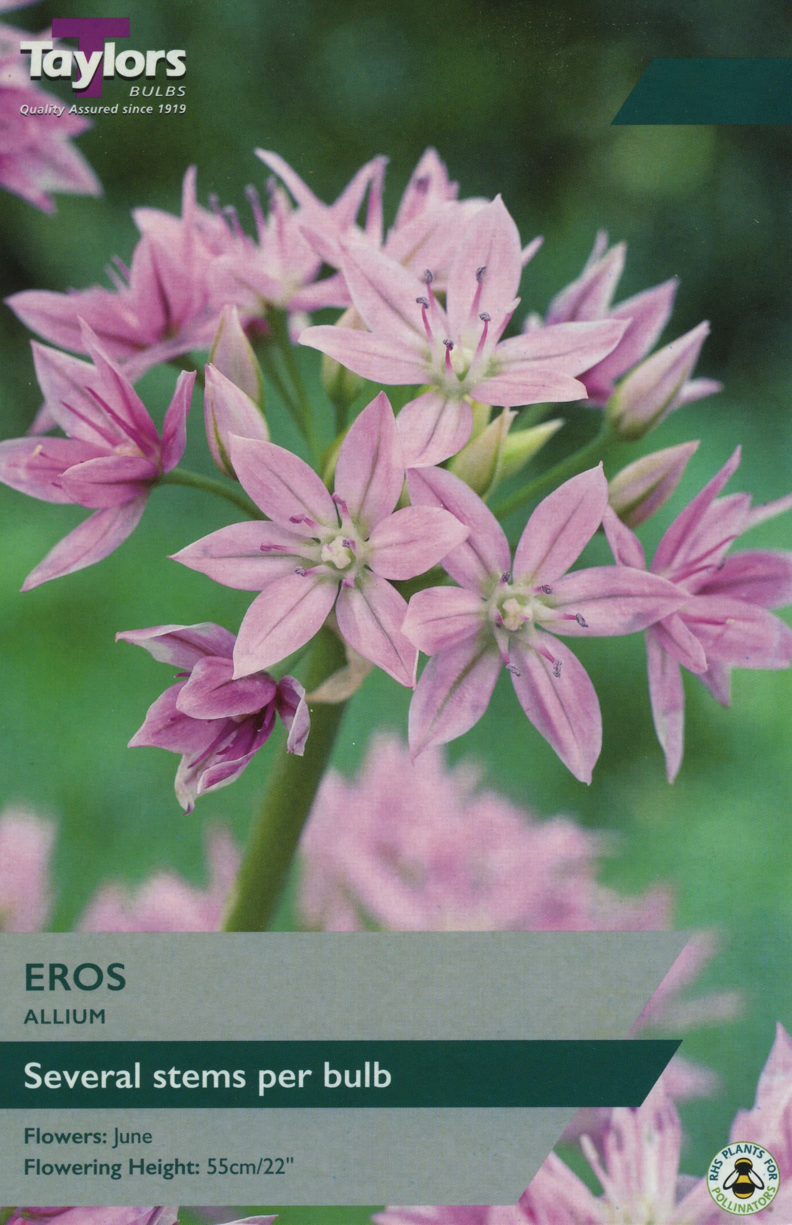 Taylors Taylors Allium Taylors Bulbs Allium Eros 8 Pack