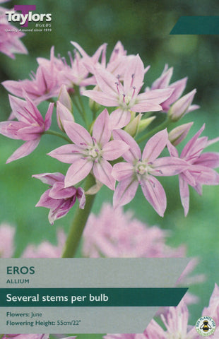 Taylors Taylors Allium Taylors Bulbs Allium Eros 8 Pack