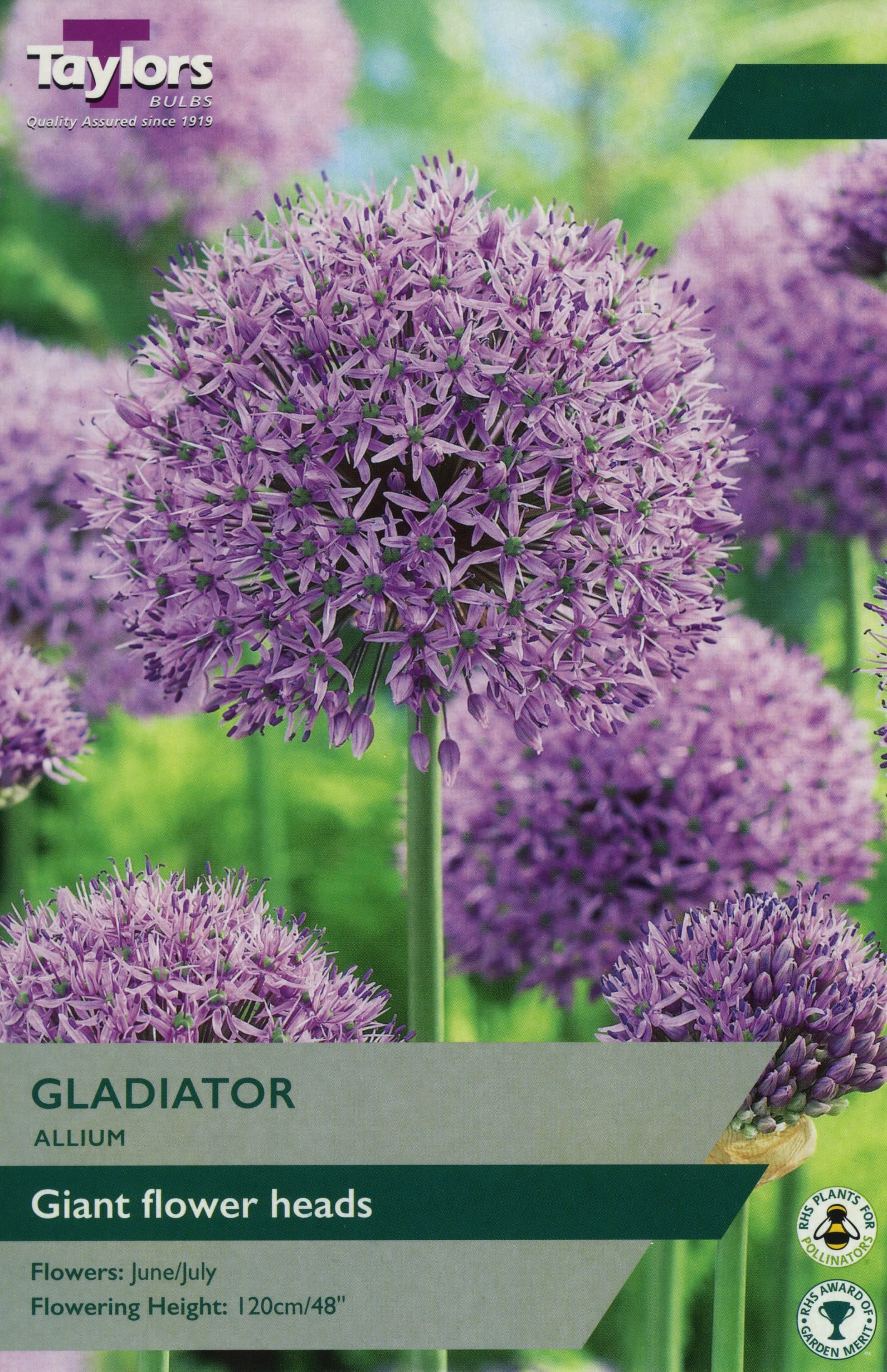 Taylors Taylors Allium Taylors Bulbs Allium Gladiator single Pack
