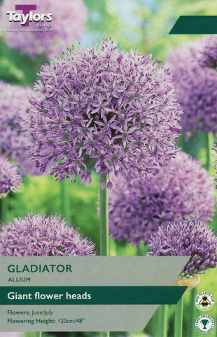 Taylors Taylors Allium Taylors Bulbs Allium Gladiator single Pack