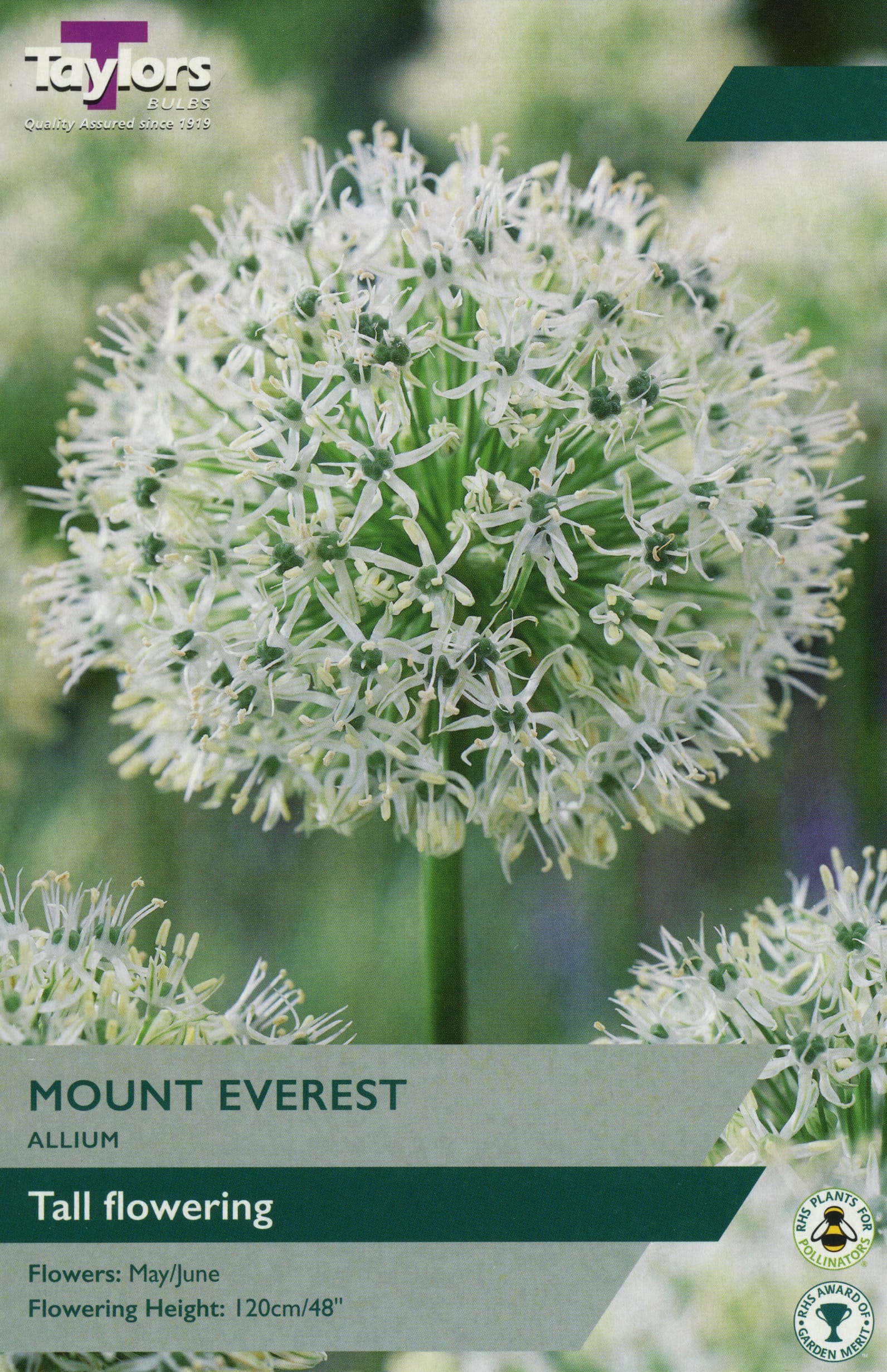 Taylors Taylors Allium Taylors Bulbs Allium Mount Everest single Pack