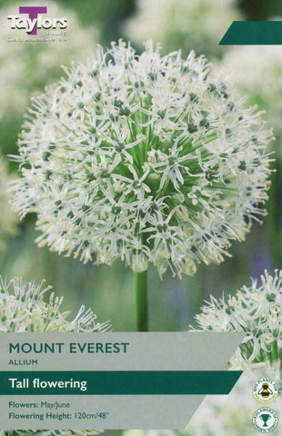Taylors Taylors Allium Taylors Bulbs Allium Mount Everest single Pack