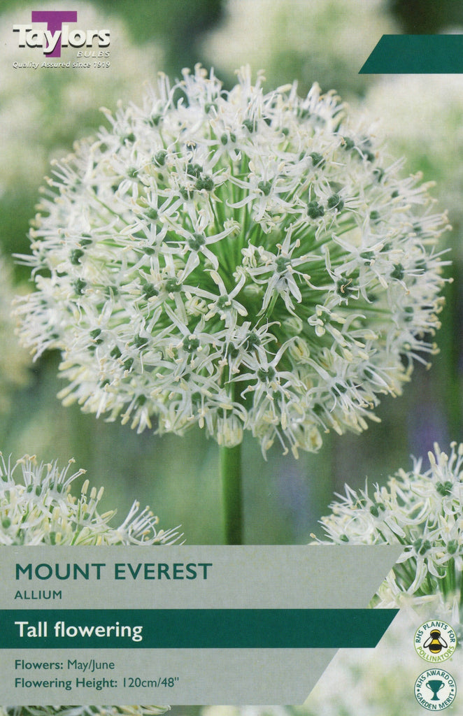 Taylors Taylors Allium Taylors Bulbs Allium Mount Everest single Pack