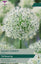 Taylors Taylors Allium Taylors Bulbs Allium Mount Everest single Pack