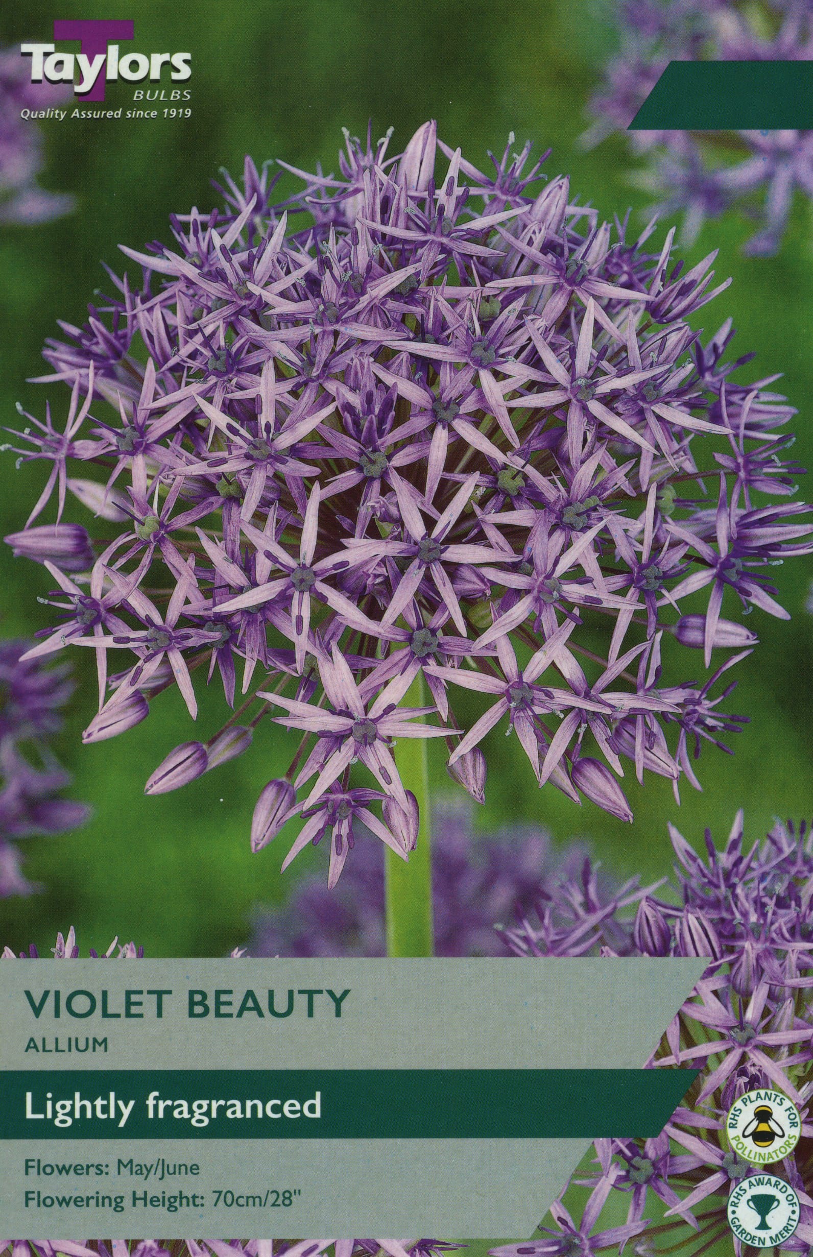 Taylors Taylors Allium Taylors Bulbs Allium Violet Beauty 6 Pack