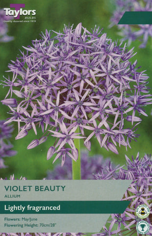 Taylors Taylors Allium Taylors Bulbs Allium Violet Beauty 6 Pack