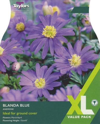 Taylors Taylors Anemone Taylors Bulbs Anemone Blanda Blue 20 Pack
