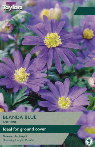 Taylors Taylors Anemone Taylors Bulbs Anemone Blanda Blue 20 Pack