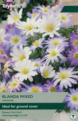 Taylors Taylors Anemone Taylors Bulbs Anemone Blanda White 5 Pack
