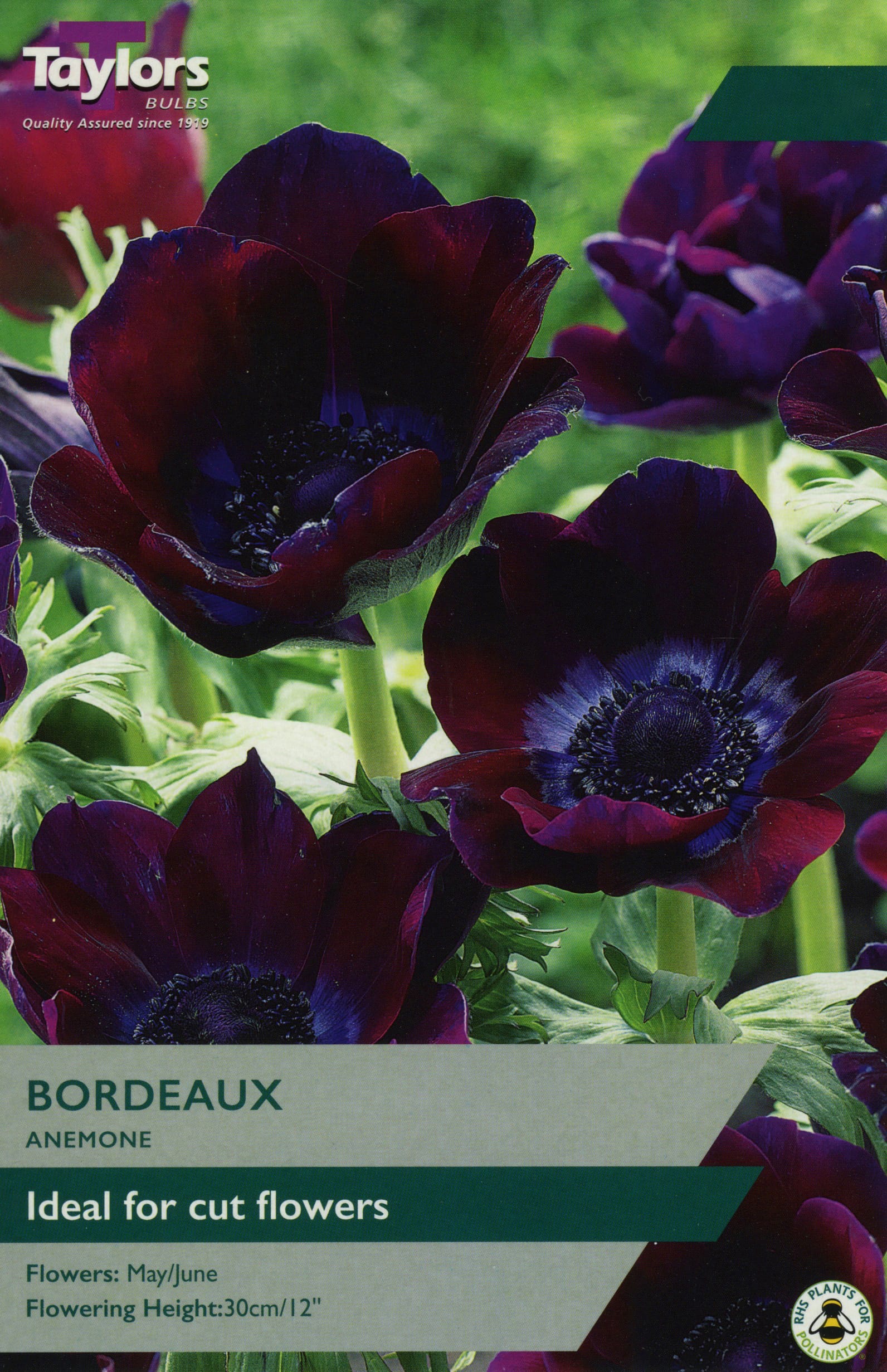 Taylors Taylors Anemone Taylors Bulbs Anemone Bordeaux 7 Pack