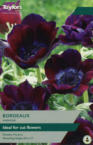 Taylors Taylors Anemone Taylors Bulbs Anemone Bordeaux 7 Pack