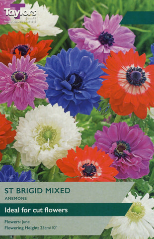 Taylors Taylors Anemone Taylors Bulbs Anemone St. Brigid Mix 10 Pack