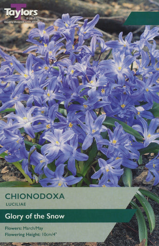 Taylors Taylors Chionodoxa Taylors Bulbs Chionodoxa Luciliae 20 Pack