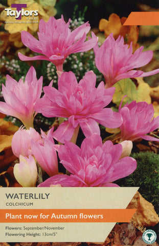 Taylors Taylors Colchicum Taylors Bulbs Colchicum Water Lilly single pack