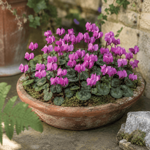 Taylors Flower Bulbs Taylors Bulbs Coum Cyclamen Bulbs – 2pck