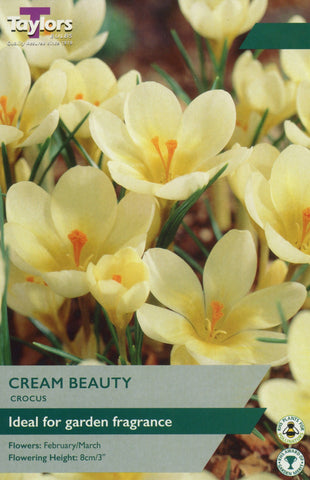 Taylors Taylors Crocus Taylors Bulbs Crocus Cream Beauty 12 pack