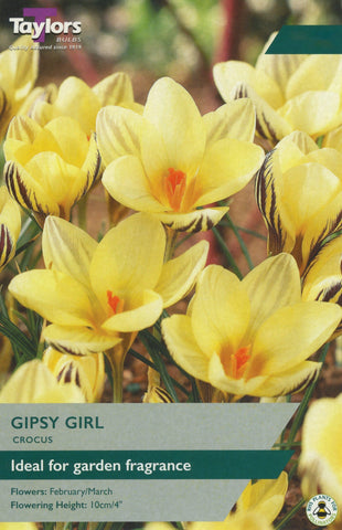Taylors Taylors Crocus Taylors Bulbs Crocus Gipsy Girl 10 pack