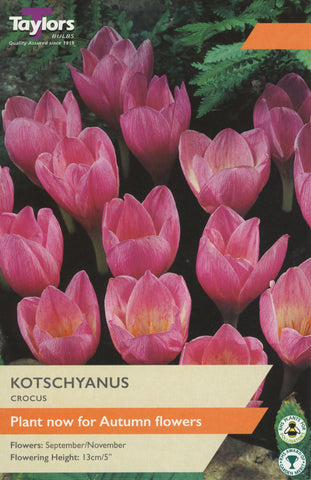 Taylors Taylors Crocus Taylors Bulbs Crocus Kotschyanus 12 pack