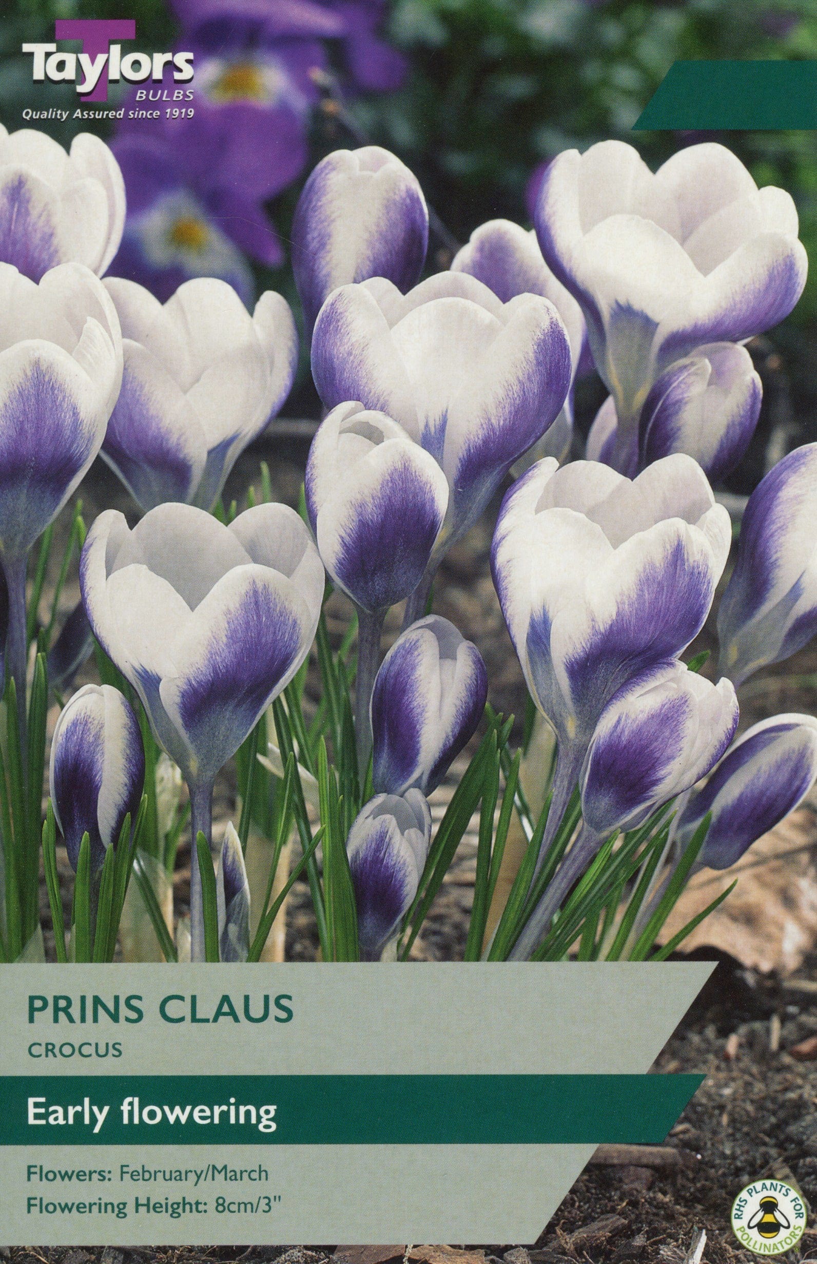 Taylors Taylors Crocus Taylors Bulbs Crocus Prins Claus 12 Pack