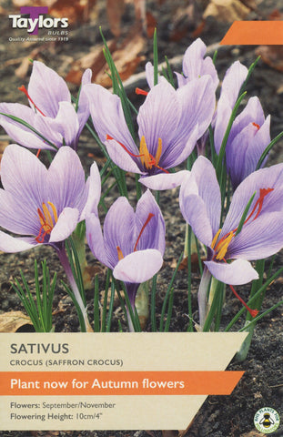 Taylors Taylors Crocus Taylors Bulbs Crocus Sativus 12 pack