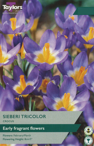 Taylors Taylors Crocus Taylors Bulbs Crocus Sieberi Tricolor 12 pack