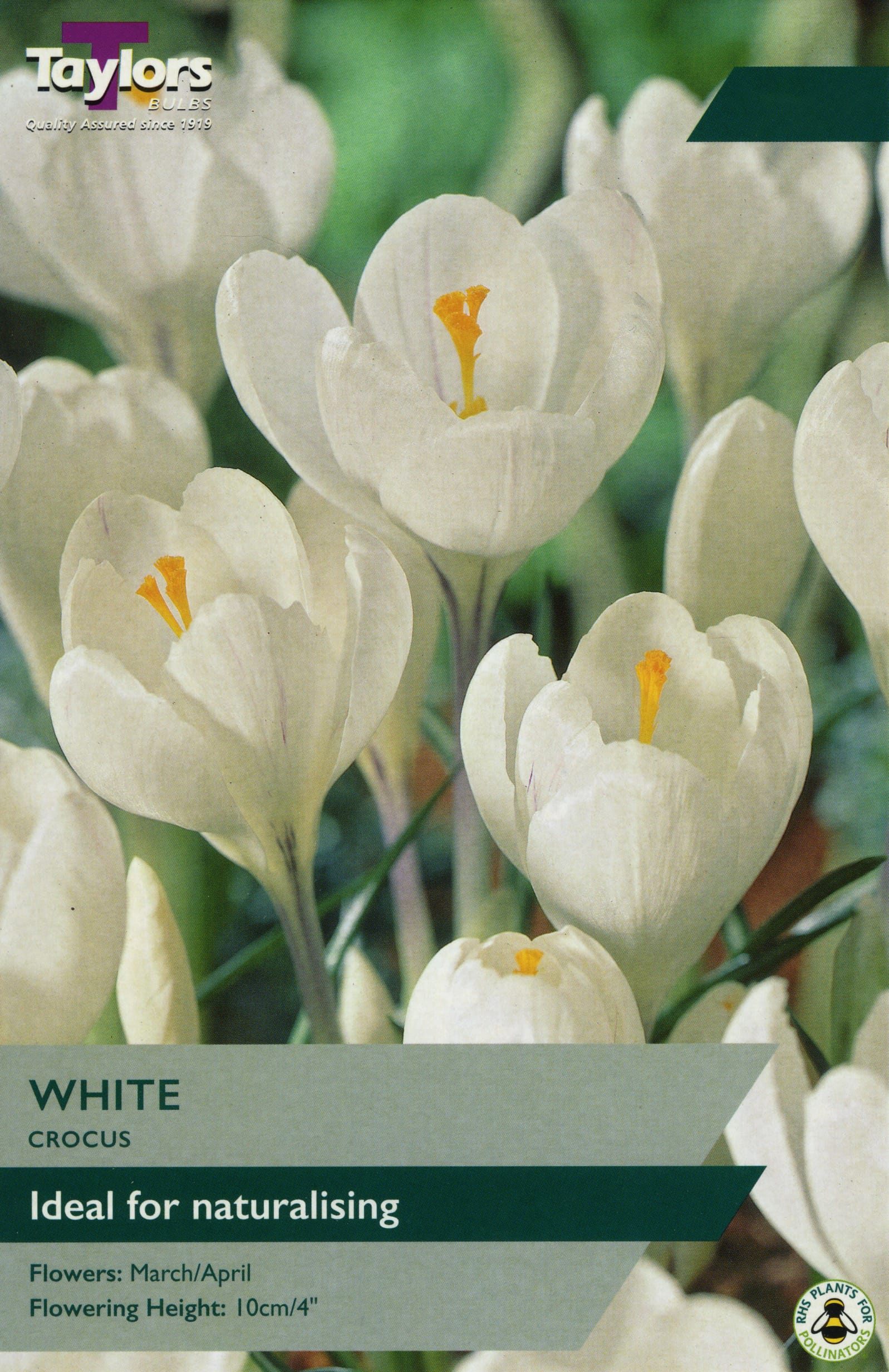 Taylors Taylors Crocus Taylors Bulbs Crocus white 10 pack