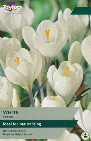 Taylors Taylors Crocus Taylors Bulbs Crocus white 10 pack