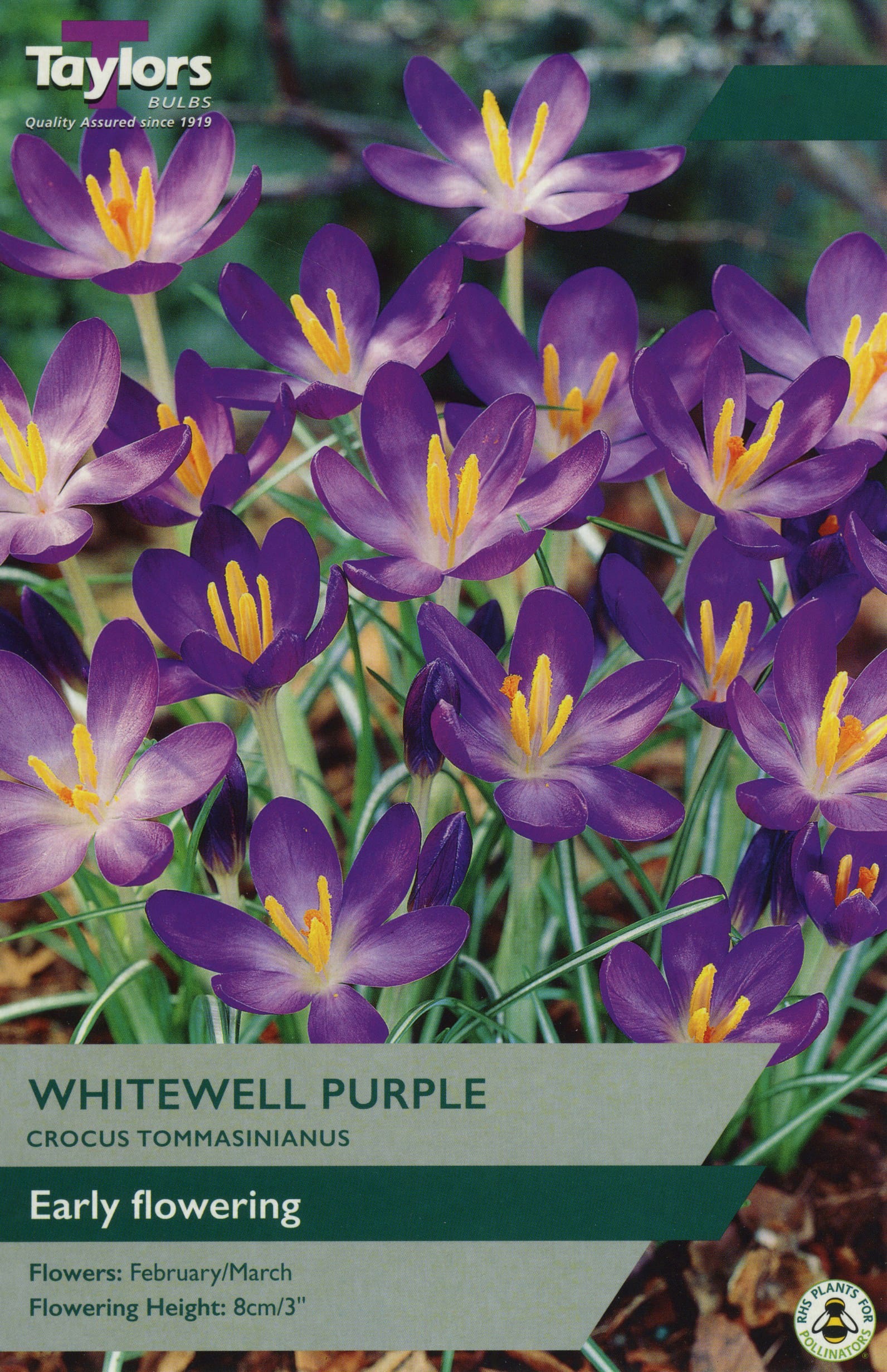 Taylors Taylors Crocus Taylors Bulbs Crocus Whitewell Purple 15 Pack