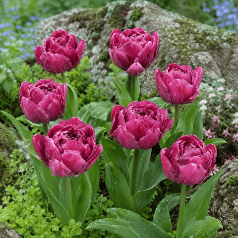 Taylors Flower Bulbs Taylors Bulbs Double Alison Bradley Tulip Bulbs –  6pck