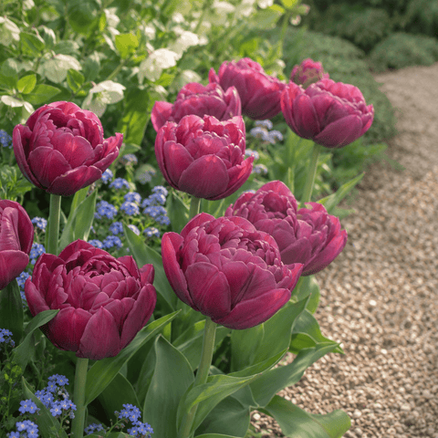 Taylors Flower Bulbs Taylors Bulbs Double Alison Bradley Tulip Bulbs –  6pck