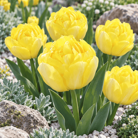 Taylors Flower Bulbs Taylors Bulbs Double Secret Perfume Tulip Bulbs – 6pck
