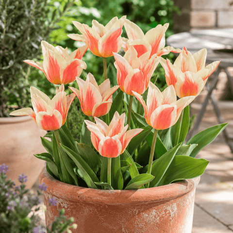 Taylors Flower Bulbs Taylors Bulbs Dwarf Quebec Tulip Bulbs – 9pck