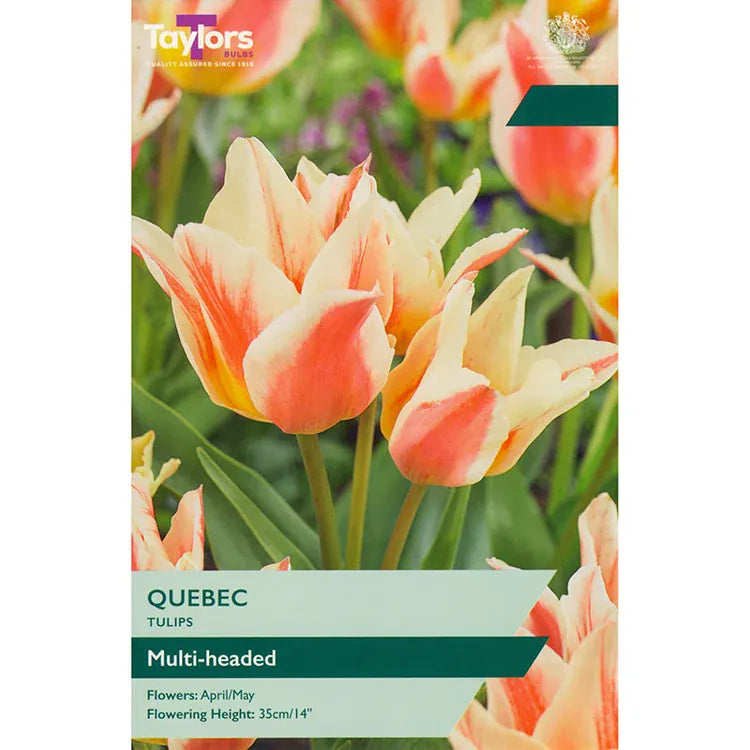 Taylors Flower Bulbs Taylors Bulbs Dwarf Quebec Tulip Bulbs – 9pck