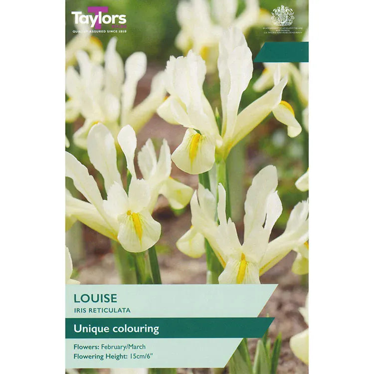 Taylors Flower Bulbs Taylors Bulbs Dwarf Reticulata Louise Iris Bulbs – 9pck
