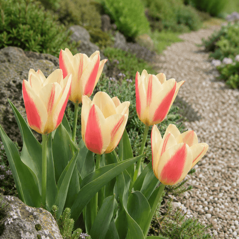Taylors Flower Bulbs Taylors Bulbs Dwarf Tarafa Tulip Bulbs – 7pck