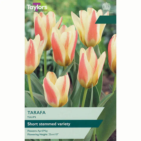 Taylors Flower Bulbs Taylors Bulbs Dwarf Tarafa Tulip Bulbs – 7pck