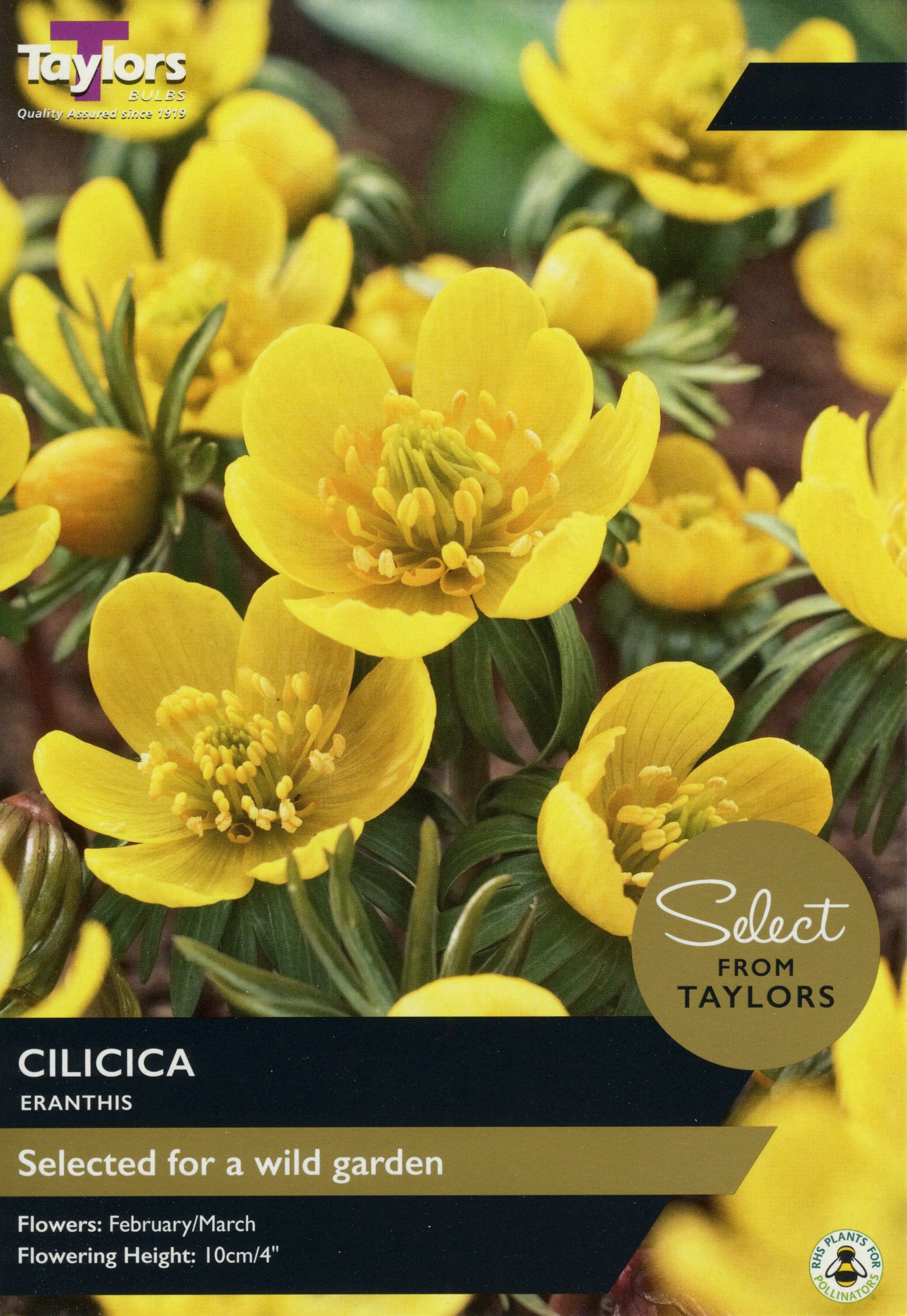Taylors Taylors Eranthis Taylors Bulbs Eranthis Cilicia 6 Pack