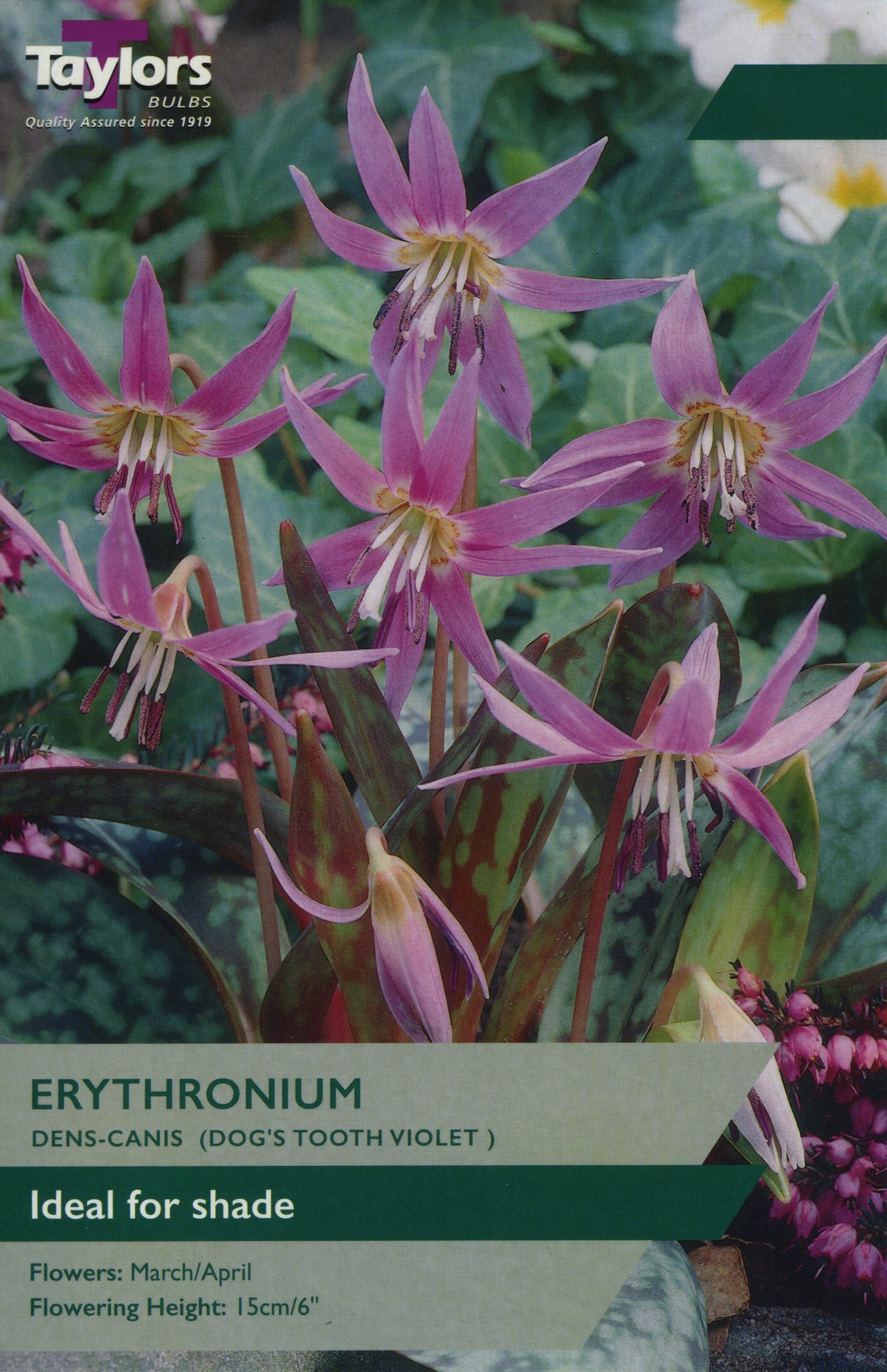 Taylors Taylors Erythronium Taylors Bulbs Erythronium Dens Canis 2 Pack